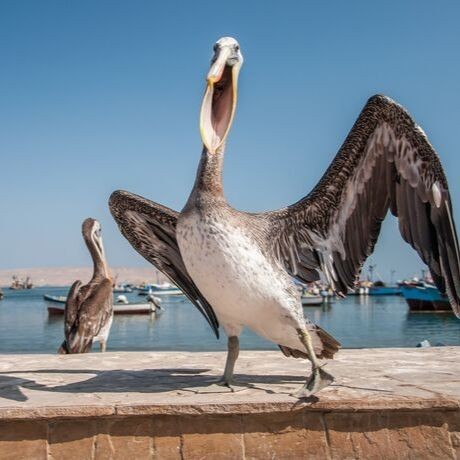 Paracas + Tours con traslados desde Lima